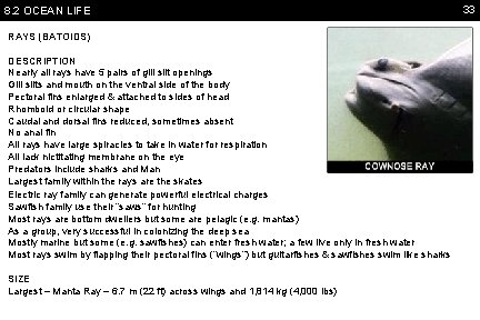 8. 2 OCEAN LIFE RAYS (BATOIDS) DESCRIPTION Nearly all rays have 5 pairs of
