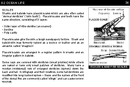 8. 2 OCEAN LIFE SCALES Sharks and batoids have placoid scales which are also