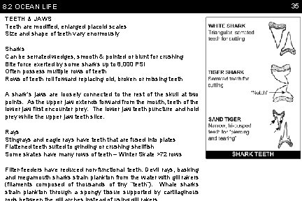 8. 2 OCEAN LIFE TEETH & JAWS Teeth are modified, enlarged placoid scales Size