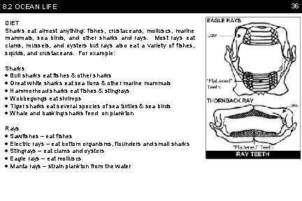 8. 2 OCEAN LIFE DIET Sharks eat almost anything: fishes, crustaceans, molluscs, marine mammals,