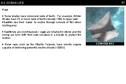 8. 2 OCEAN LIFE Rays Some skates have numerous rows of teeth. For example,