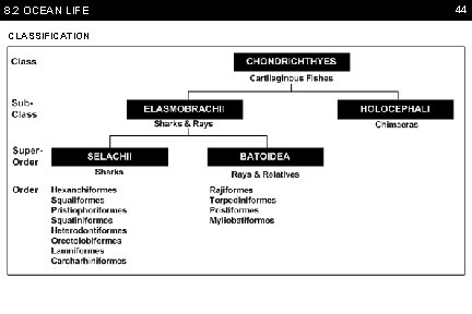 8. 2 OCEAN LIFE CLASSIFICATION 44 
