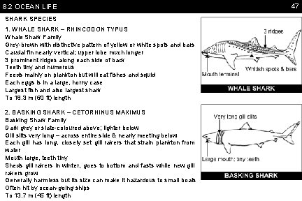 8. 2 OCEAN LIFE SHARK SPECIES 1. WHALE SHARK – RHINCODON TYPUS Whale Shark