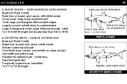 8. 2 OCEAN LIFE 3. WHITE SHARK – CARCHARODON CARCHARIAS Mackerel Shark Family Slate