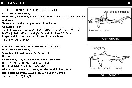 8. 2 OCEAN LIFE 5. TIGER SHARK – GALEOVERDO CUVIERI Requiem Shark Family Brownish