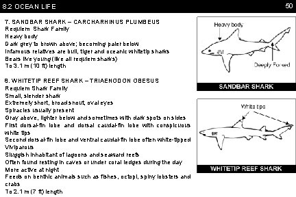8. 2 OCEAN LIFE 7. SANDBAR SHARK – CARCHARHINUS PLUMBEUS Requiem Shark Family Heavy