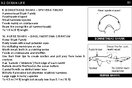 8. 2 OCEAN LIFE 9. BONNETHEAD SHARK – SPHYRNA TIBURO Hammerhead Shark Family Head