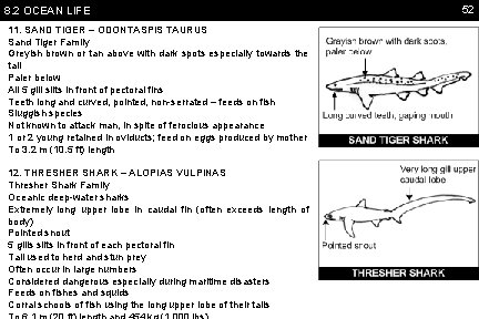 8. 2 OCEAN LIFE 11. SAND TIGER – ODONTASPIS TAURUS Sand Tiger Family Greyish