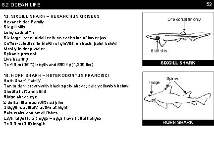 8. 2 OCEAN LIFE 13. SIXGILL SHARK – HEXANCHUS GRISEUS Hexanchidae Family Six gill