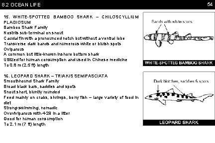 8. 2 OCEAN LIFE 15. WHITE-SPOTTED BAMBOO SHARK – CHILOSCYLLIUM PLAGIOSUM Bamboo Shark Family