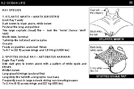 8. 2 OCEAN LIFE RAY SPECIES 1. ATLANTIC MANTA – MANTA BIROSTRIS Devil Ray