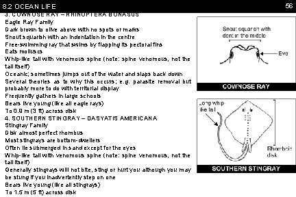 8. 2 OCEAN LIFE 3. COWNOSE RAY – RHINOPTERA BONASUS Eagle Ray Family Dark