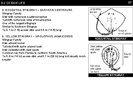 8. 2 OCEAN LIFE 5. ROUGHTAIL STINGRAY – DASYATIS CENTROURA Stingray Family Disk with
