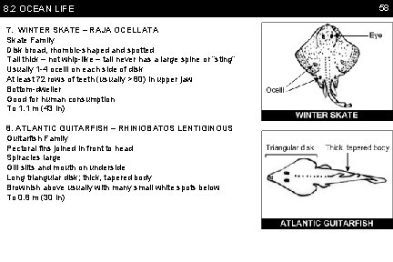 8. 2 OCEAN LIFE 7. WINTER SKATE – RAJA OCELLATA Skate Family Disk broad,