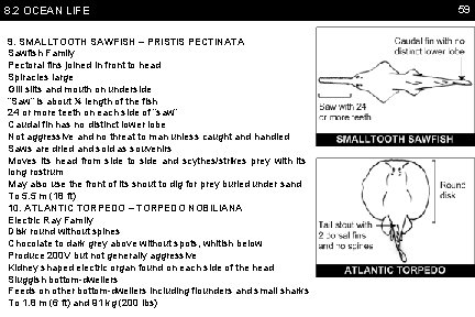 8. 2 OCEAN LIFE 9. SMALLTOOTH SAWFISH – PRISTIS PECTINATA Sawfish Family Pectoral fins