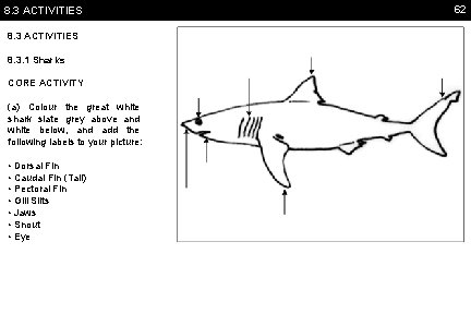 8. 3 ACTIVITIES 8. 3. 1 Sharks CORE ACTIVITY (a) Colour the great white