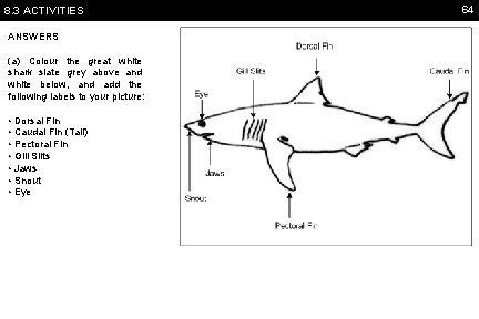 8. 3 ACTIVITIES ANSWERS (a) Colour the great white shark slate grey above and