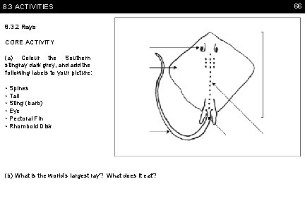 8. 3 ACTIVITIES 8. 3. 2 Rays CORE ACTIVITY (a) Colour the Southern stingray