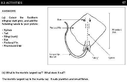 8. 3 ACTIVITIES ANSWERS (a) Colour the Southern stingray dark grey, and add the