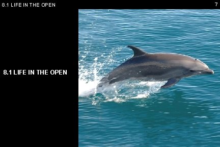 8. 1 LIFE IN THE OPEN 7 