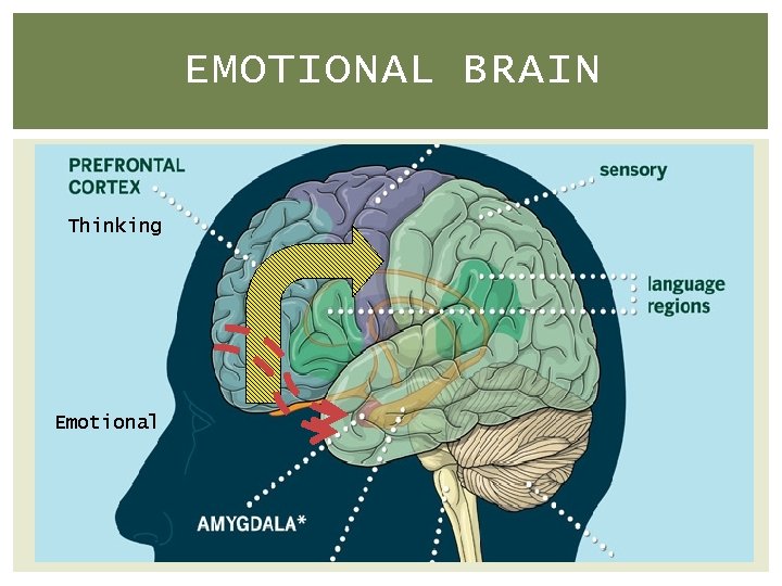 EMOTIONAL BRAIN Thinking Emotional 