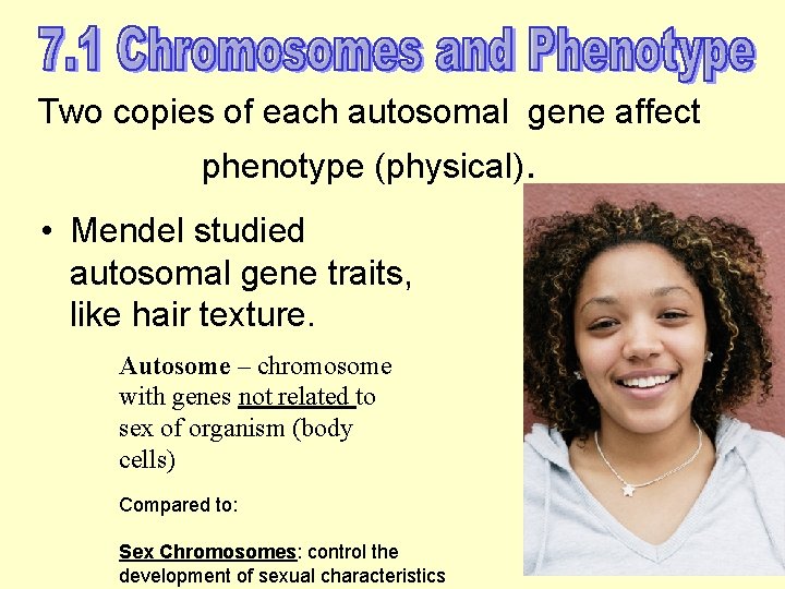 Two copies of each autosomal gene affect phenotype (physical). • Mendel studied autosomal gene