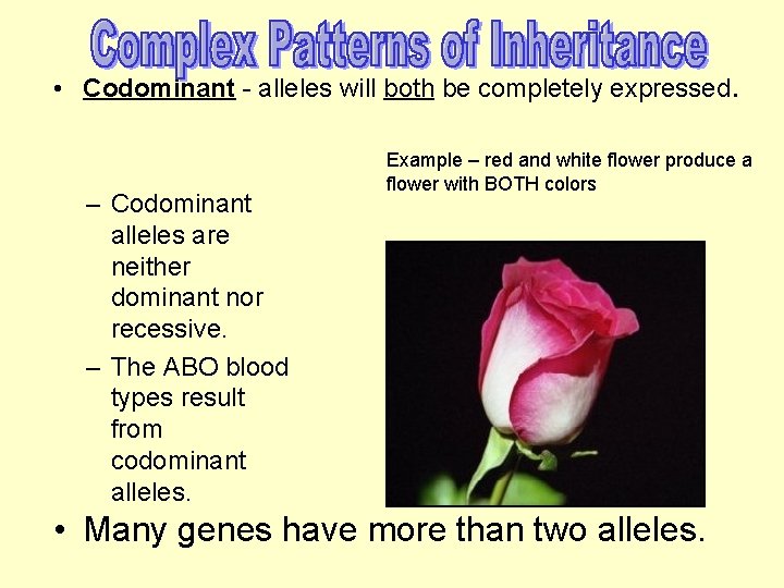  • Codominant - alleles will both be completely expressed. – Codominant alleles are