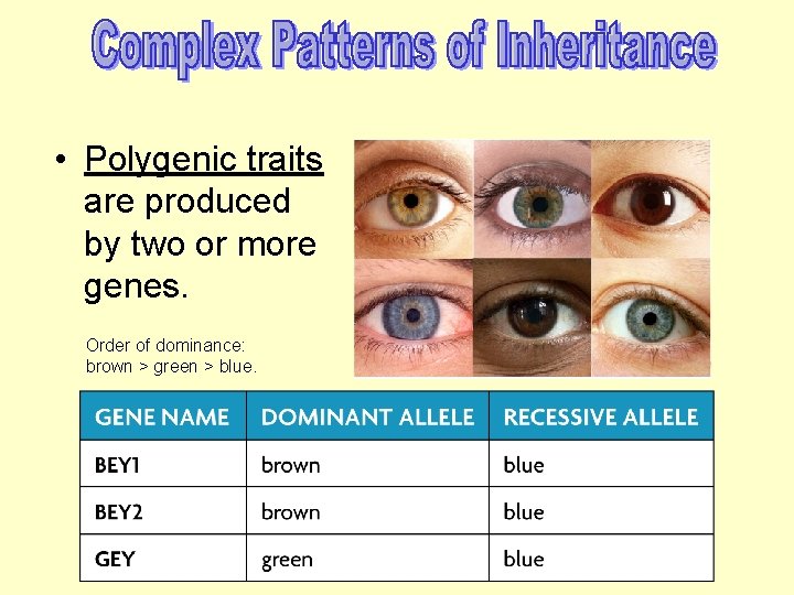  • Polygenic traits are produced by two or more genes. Order of dominance: