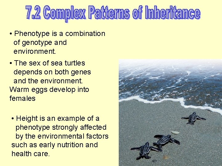  • Phenotype is a combination of genotype and environment. • The sex of