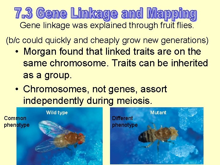 Gene linkage was explained through fruit flies. (b/c could quickly and cheaply grow new