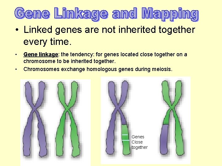  • Linked genes are not inherited together every time. • • Gene linkage: