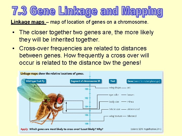 Linkage maps – map of location of genes on a chromosome. • The closer