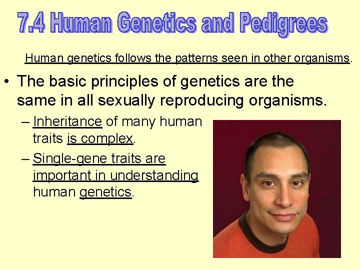 Human genetics follows the patterns seen in other organisms. • The basic principles of