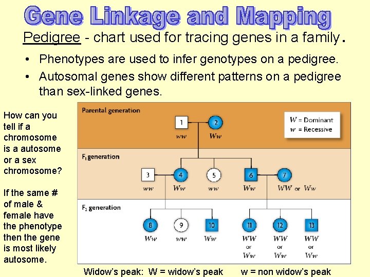 Pedigree - chart used for tracing genes in a family. • Phenotypes are used