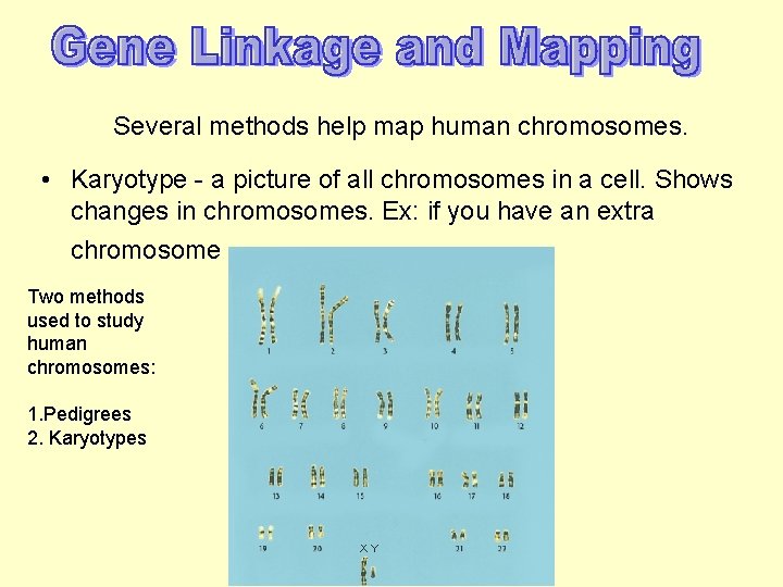 Several methods help map human chromosomes. • Karyotype - a picture of all chromosomes