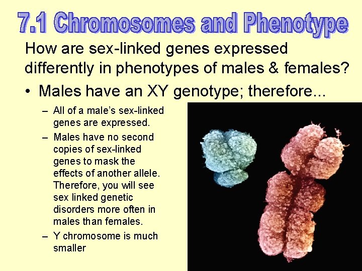 How are sex-linked genes expressed differently in phenotypes of males & females? • Males
