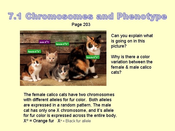 7. 1 Chromosomes and Phenotype Page 203 Can you explain what is going on