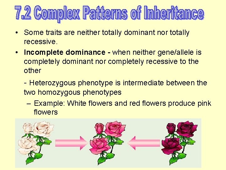  • Some traits are neither totally dominant nor totally recessive. • Incomplete dominance