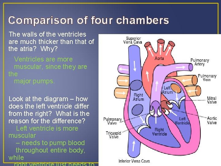 Comparison of four chambers The walls of the ventricles are much thicker than that Comparison of four chambers The walls of the ventricles are much thicker than that