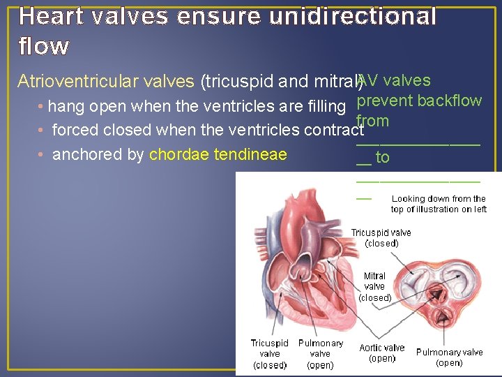 Heart valves ensure unidirectional flow Atrioventricular valves (tricuspid and mitral)AV valves • hang open Heart valves ensure unidirectional flow Atrioventricular valves (tricuspid and mitral)AV valves • hang open