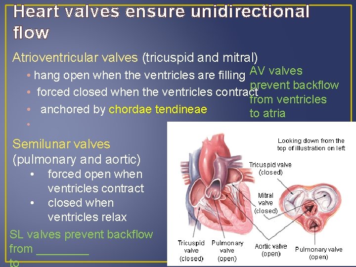 Heart valves ensure unidirectional flow Atrioventricular valves (tricuspid and mitral) • hang open when Heart valves ensure unidirectional flow Atrioventricular valves (tricuspid and mitral) • hang open when