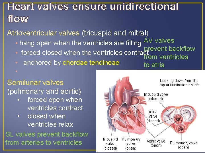 Heart valves ensure unidirectional flow Atrioventricular valves (tricuspid and mitral) • hang open when Heart valves ensure unidirectional flow Atrioventricular valves (tricuspid and mitral) • hang open when