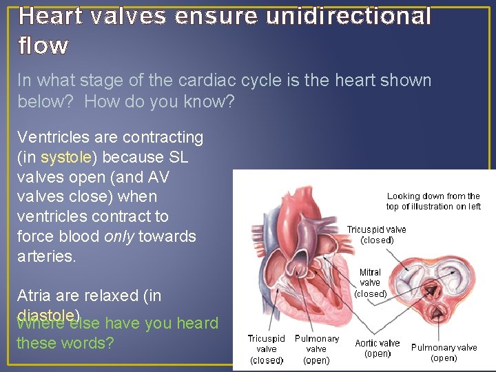 Heart valves ensure unidirectional flow In what stage of the cardiac cycle is the Heart valves ensure unidirectional flow In what stage of the cardiac cycle is the