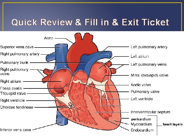 Quick Review & Fill in & Exit Ticket Quick Review & Fill in & Exit Ticket