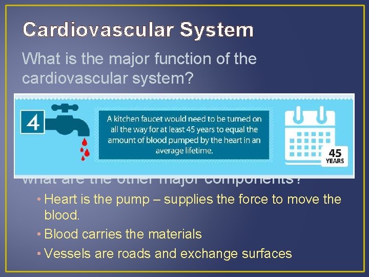 Cardiovascular System What is the major function of the cardiovascular system? • To transport Cardiovascular System What is the major function of the cardiovascular system? • To transport
