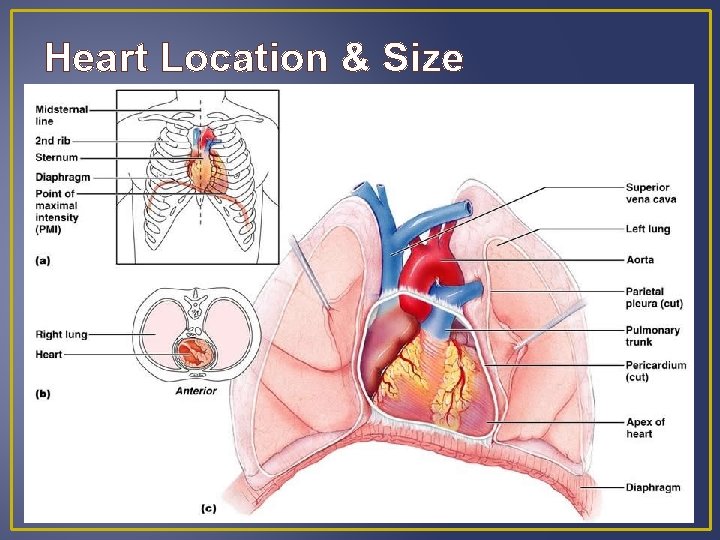 Heart Location & Size Heart Location & Size