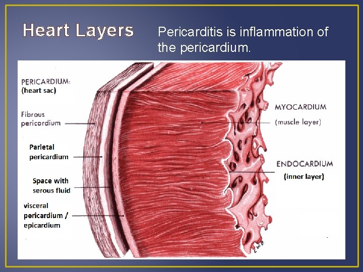 Heart Layers Pericarditis is inflammation of the pericardium. Heart Layers Pericarditis is inflammation of the pericardium.