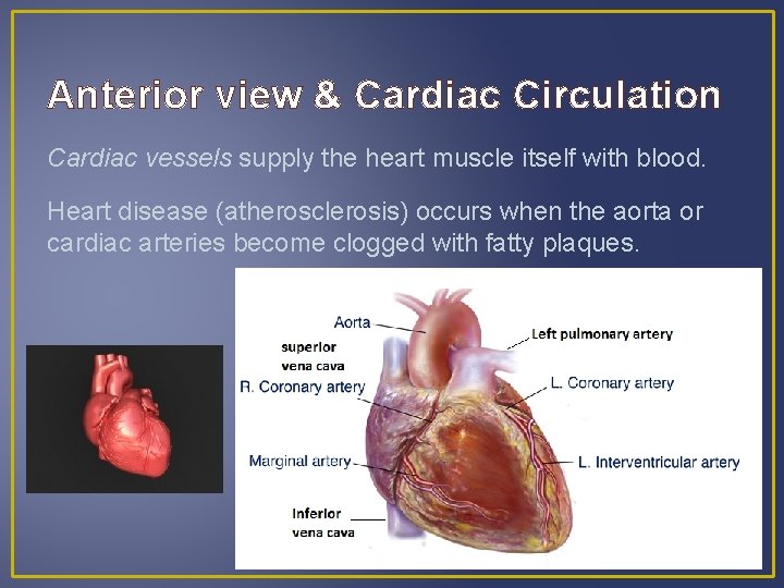 Anterior view & Cardiac Circulation Cardiac vessels supply the heart muscle itself with blood. Anterior view & Cardiac Circulation Cardiac vessels supply the heart muscle itself with blood.