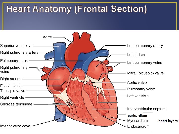 Heart Anatomy (Frontal Section) Heart Anatomy (Frontal Section)