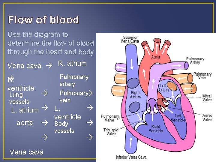 Flow of blood Use the diagram to determine the flow of blood through the Flow of blood Use the diagram to determine the flow of blood through the